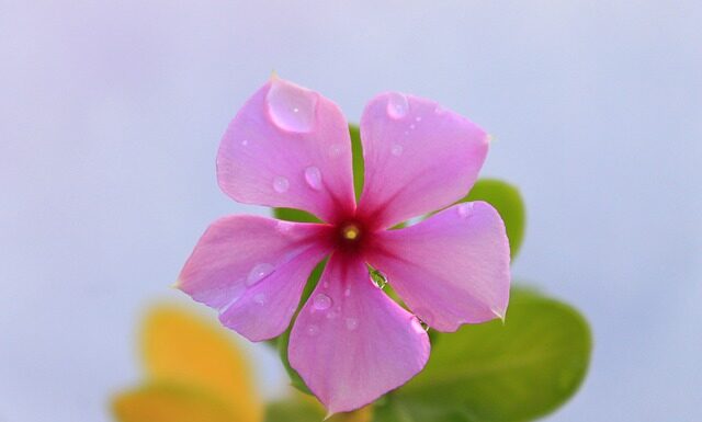 Jak kłaść płytki krok po kroku? Jak kłaść płytki krok po kroku?