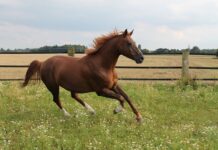 Jaki koń jest najszybszy?