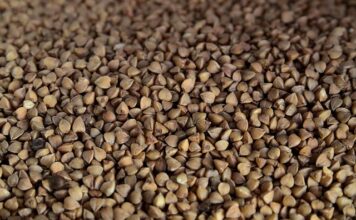 Czy poduszka z gryki jest zdrowa?