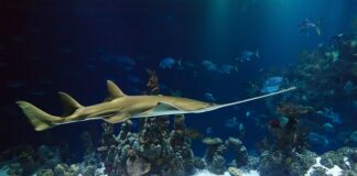 Jak działa piła taśmowa do drewna?