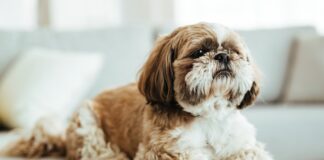 Karma dla Shih Tzu