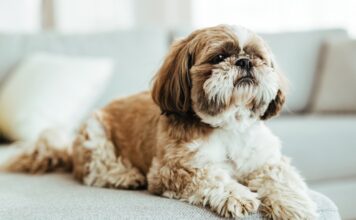 Karma dla Shih Tzu