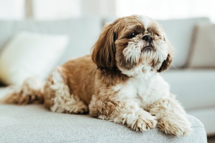 Karma dla Shih Tzu